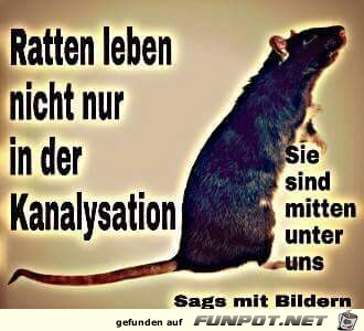 Ratten leben nicht nur