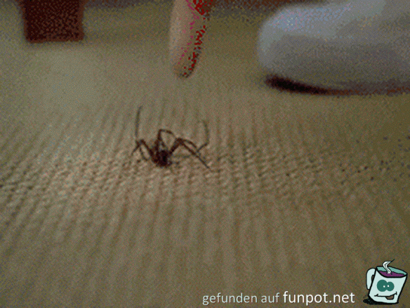 Hilfe eine Spinne