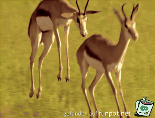 Und ich spring spring spring Und ich spring spring spring