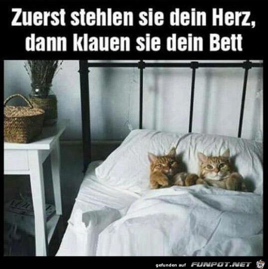 So sind sie die Katzen So sind sie die Katzen