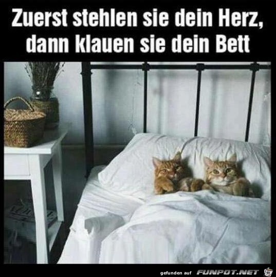 So sind sie die Katzen