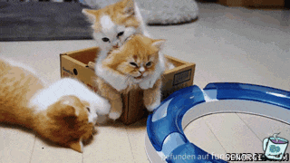 Verspielte Katzenkinder