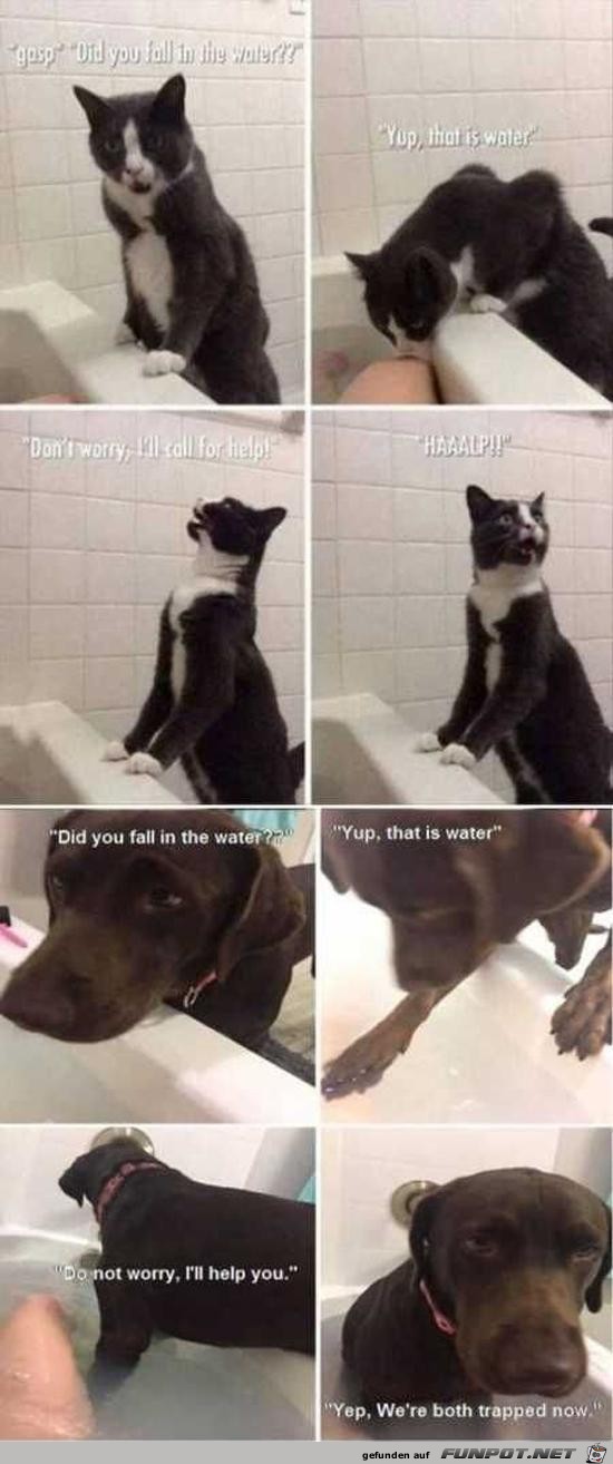 Unterschied Katze und Hund