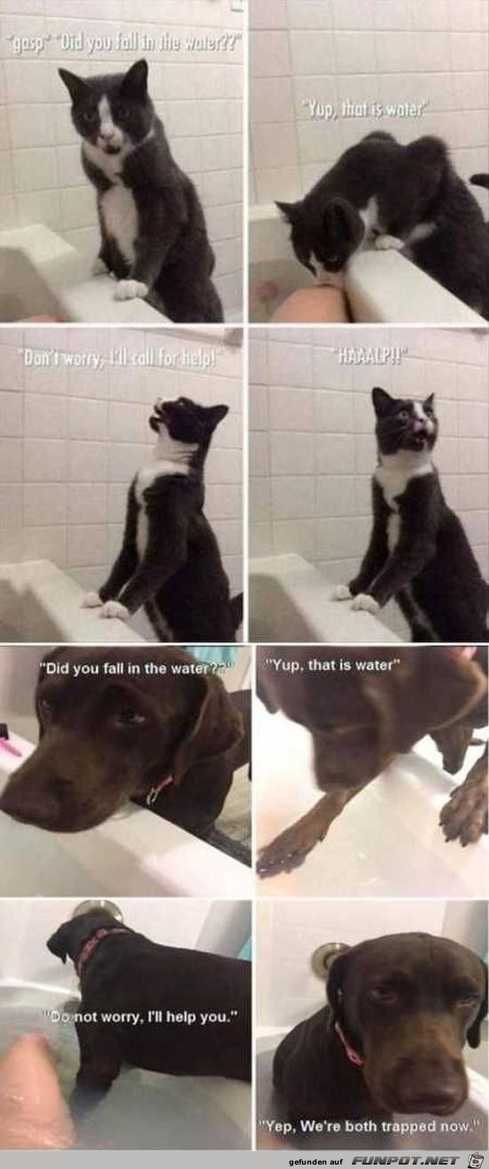 Unterschied Katze und Hund Unterschied Katze und Hund