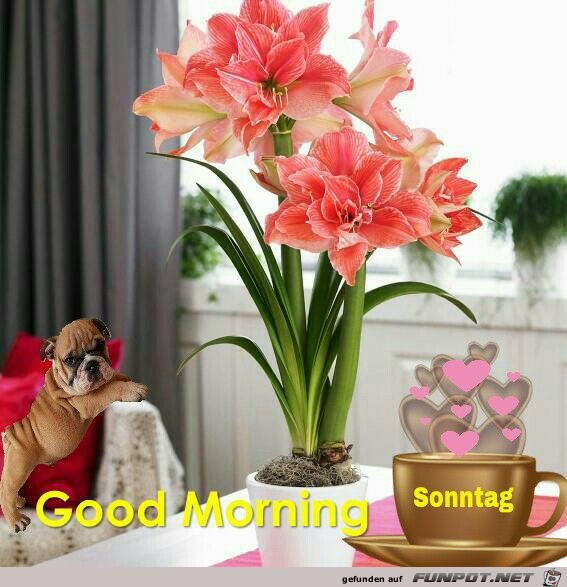 Good Morning Good Morning
