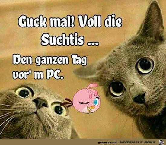 Voll die Suchtis