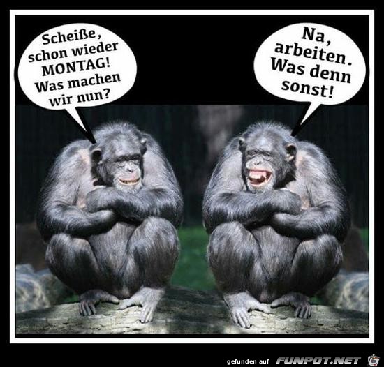 Schon wieder Montag