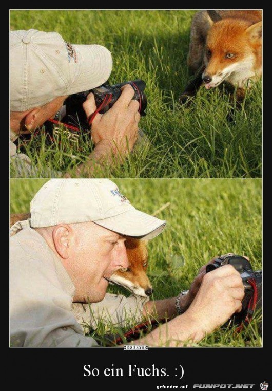 so ein Fuchs..... so ein Fuchs.....