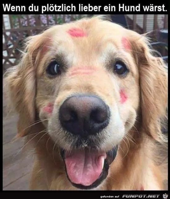 Hund sein ist schön Hund sein ist schön