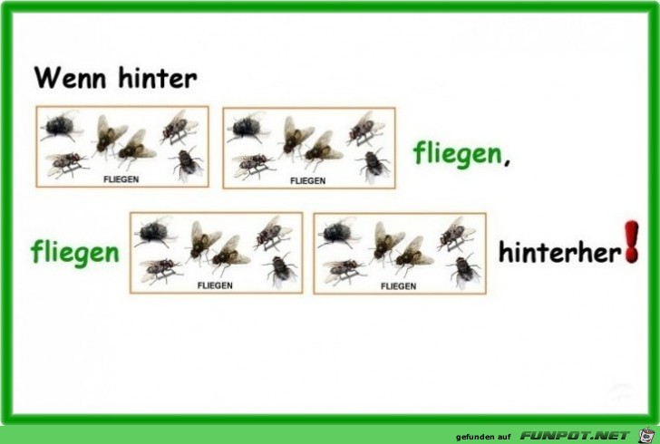 Wenn Fliegen hinter Fliegen ... Wenn Fliegen hinter Fliegen ...