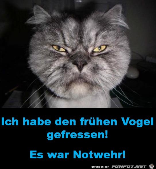 Der frhe Vogel ist weg