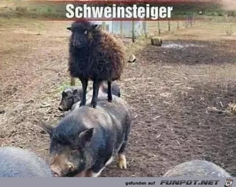 Schweinsteiger Schweinsteiger