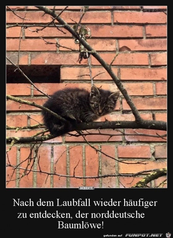 Norddeutscher Baumlöwe Norddeutscher Baumlöwe