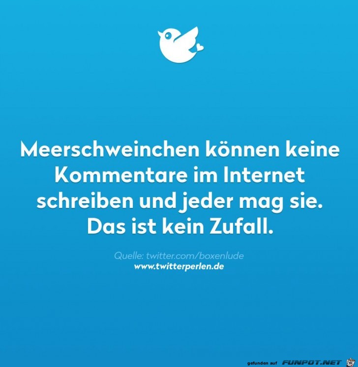 Meerschweinchen Meerschweinchen