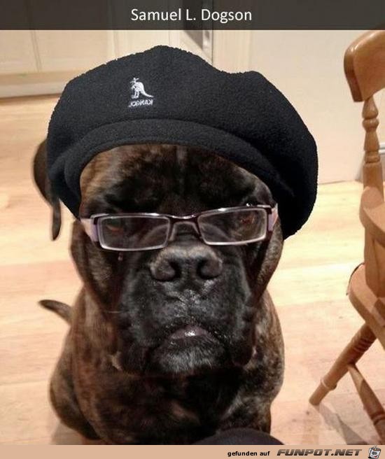 Cooler Hund Cooler Hund