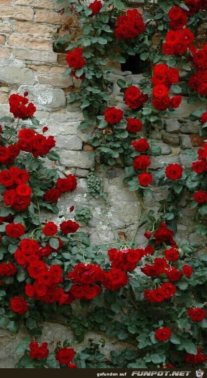 Rosen-Mauer Rosen-Mauer