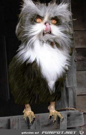 Eule mit Haut und Haaren Eule mit Haut und Haaren
