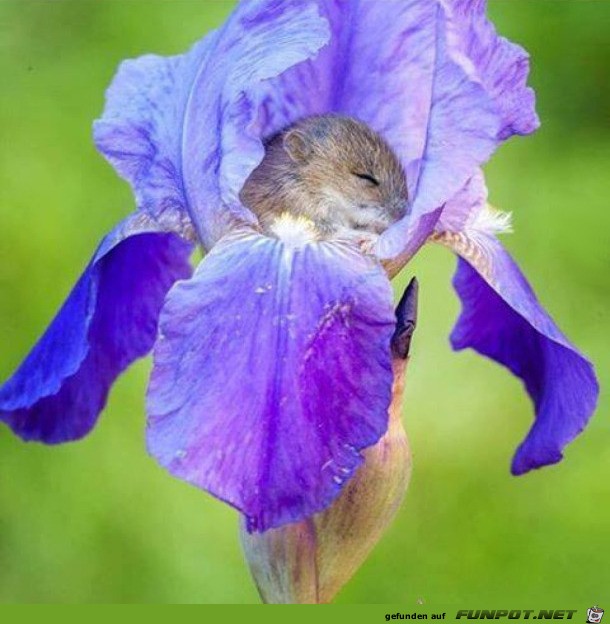 Iris mit Bewohner