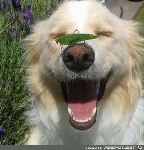 Lachender Hund mit Heuschrecke