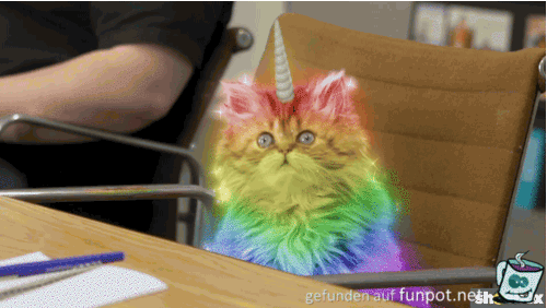 Disco Katze Disco Katze