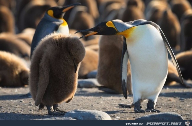 Familie Pinguin