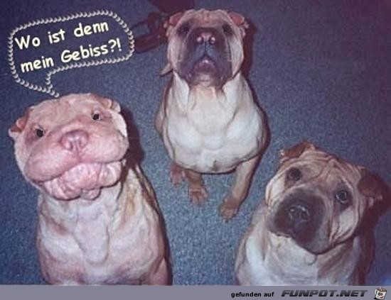 Wo ist mein Gebiss