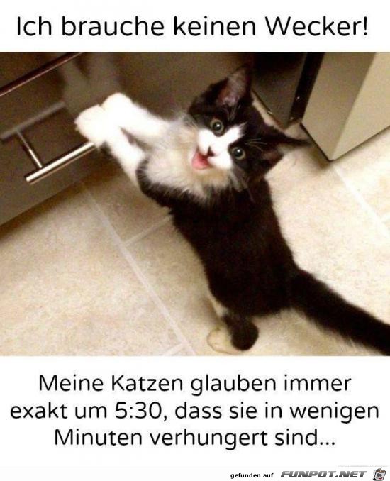 Brauche keinen Wecker Brauche keinen Wecker