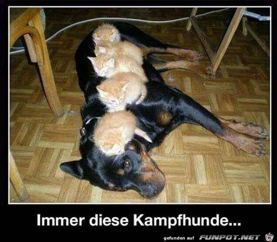 Kampfhunde Kampfhunde