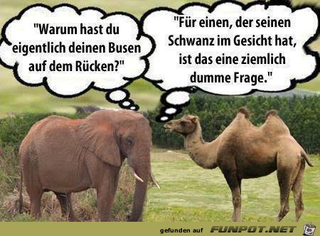 Elefant und Kamel