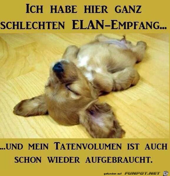 Elan-Empfang Elan-Empfang