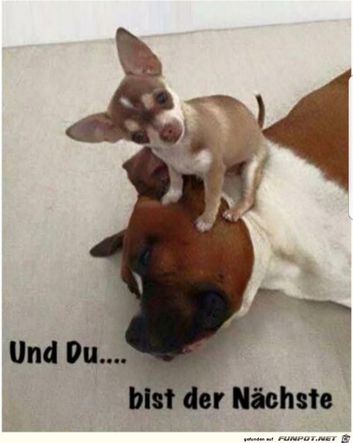 Killer-Hund