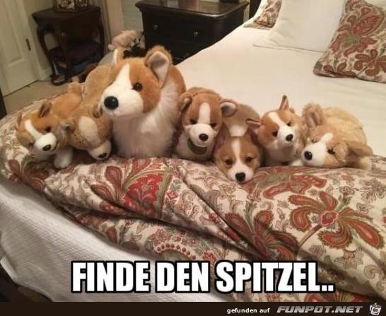 Finde den... Finde den...