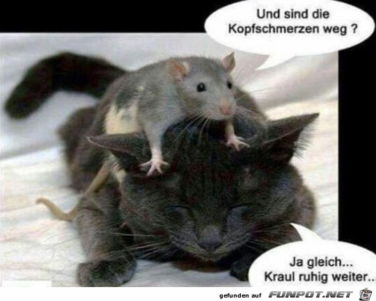 Sind die Kopfschmerzen weg Sind die Kopfschmerzen weg