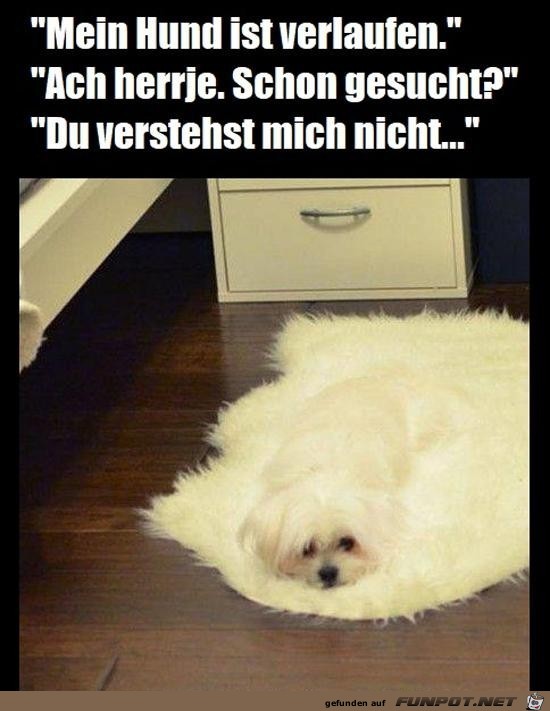 Hund verlaufen Hund verlaufen