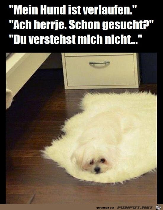 Hund verlaufen