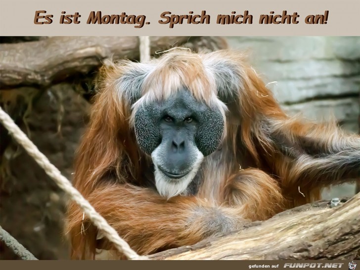 Montag Montag