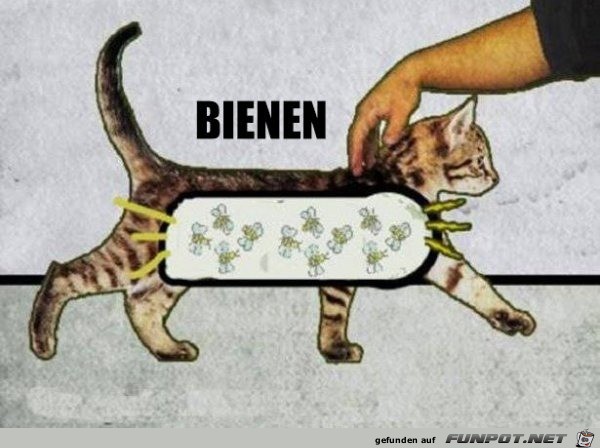 warum Katzen schnurren warum Katzen schnurren