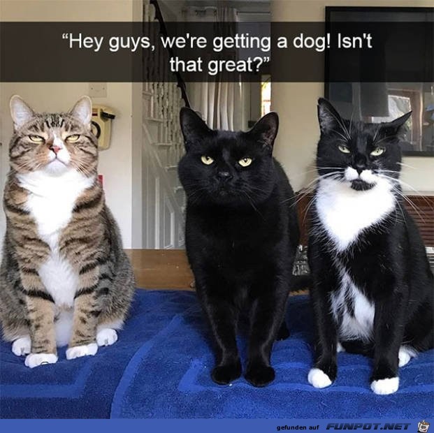 Lustige Katzen Lustige Katzen