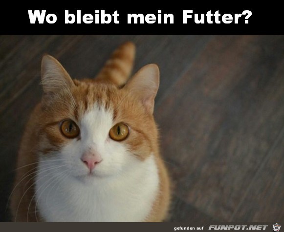 Wo bleibt mein Futter