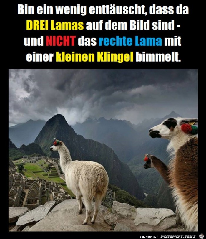 Die 3 Lamas Die 3 Lamas