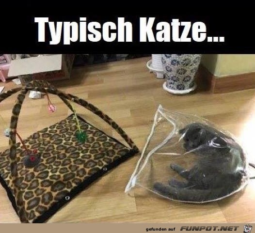 Typisch Katze