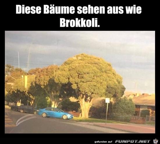 Brokkoli-Bume