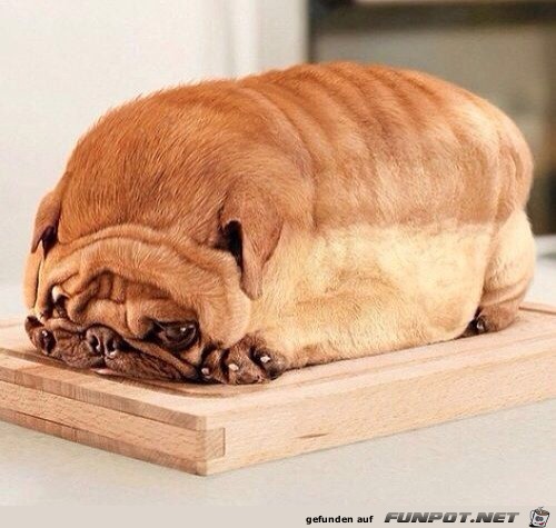 Hund oder Toastbrot?