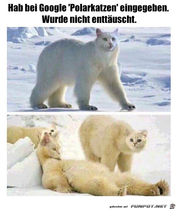 Polarkatzen