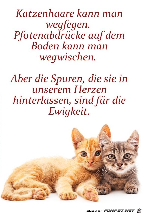 herzige Tierbilder