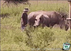 Nashorn-Stupser Nashorn-Stupser