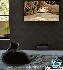 Katzen-Fernsehen