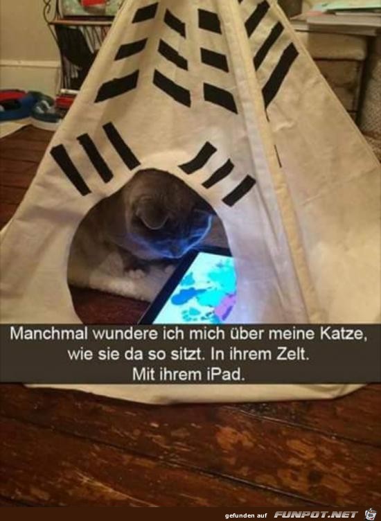 Katze mit iPad Katze mit iPad