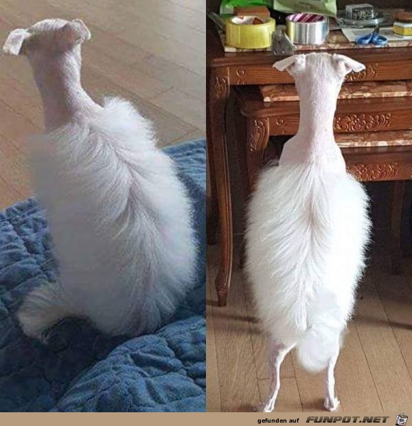 Diesen Friseur würde ich verklagen Diesen Friseur würde ich verklagen