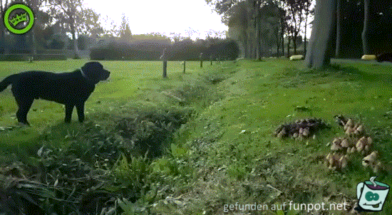 Zu früh abgesprungen Zu früh abgesprungen